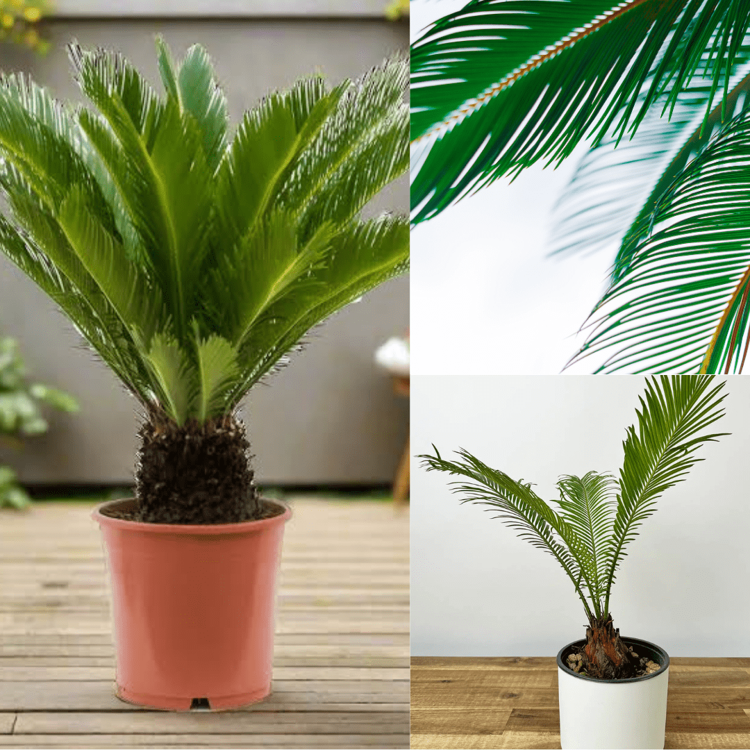 31-Cycas